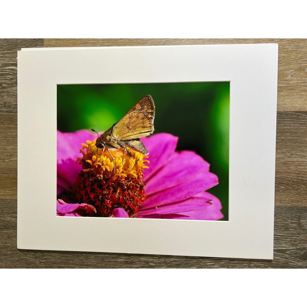 Butterfly Photography 16x20 Multi-Color Matted Wall Art